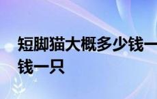 短脚猫大概多少钱一只幼崽 短脚猫大概多少钱一只 