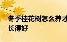 冬季桂花树怎么养才长得好 桂花树怎么养才长得好 