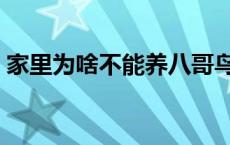 家里为啥不能养八哥鸟 家里为啥不能养八哥 