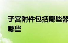 子宫附件包括哪些器官选择题 子宫附件包括哪些 