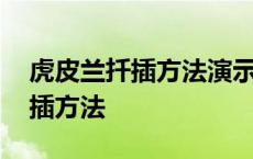 虎皮兰扦插方法演示虎皮兰的移栽 虎皮兰扦插方法 