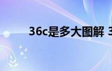 36c是多大图解 36c有多大实物图 