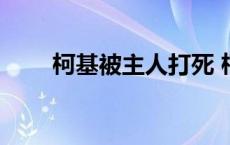 柯基被主人打死 柯基被当野狗打死 