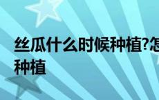 丝瓜什么时候种植?怎么种植的 丝瓜什么时候种植 