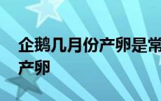 企鹅几月份产卵是常识问题吗 企鹅在几月份产卵 