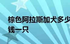 棕色阿拉斯加犬多少钱一只 阿拉斯加犬多少钱一只 