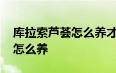 库拉索芦荟怎么养才能又大又肥 库拉索芦荟怎么养 