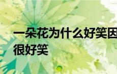 一朵花为什么好笑因为它有梗 一朵花为什么很好笑 