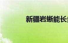 新疆岩蜥能长多大 新疆岩蜥 