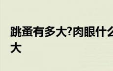 跳蚤有多大?肉眼什么距离能看得见 跳蚤有多大 