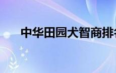 中华田园犬智商排名 中华田园犬智商 