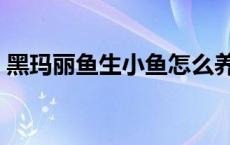 黑玛丽鱼生小鱼怎么养 黑玛丽鱼生小鱼视频 