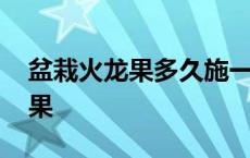 盆栽火龙果多久施一次肥 盆栽火龙果几年结果 