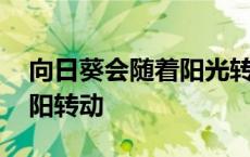 向日葵会随着阳光转动 向日葵会每天随着太阳转动 