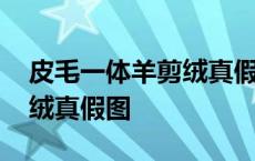 皮毛一体羊剪绒真假图片大全 皮毛一体羊剪绒真假图 