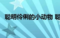 聪明伶俐的小动物 聪明伶俐的动物是什么 