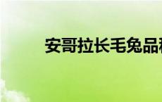 安哥拉长毛兔品种 安哥拉长毛兔 