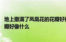 地上撒满了凤凰花的花瓣好像什么呢 地上撒满了凤凰花的花瓣好像什么 