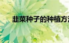 韭菜种子的种植方法和时间 韭菜种子 