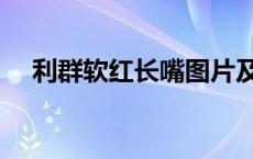 利群软红长嘴图片及价格 利群软红长嘴 