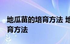 地瓜苗的培育方法 地瓜苗的图片 地瓜苗的培育方法 