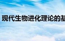 现代生物进化理论的基础 现代生物进化理论 