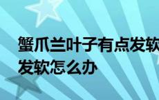 蟹爪兰叶子有点发软是什么原因 蟹爪兰叶子发软怎么办 