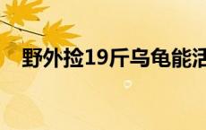 野外捡19斤乌龟能活吗 野外捡19斤乌龟 