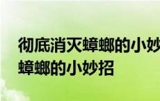 彻底消灭蟑螂的小妙招蟑螂最怕它 彻底消灭蟑螂的小妙招 