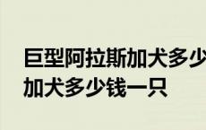 巨型阿拉斯加犬多少钱一只幼犬 巨型阿拉斯加犬多少钱一只 