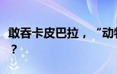 敢吞卡皮巴拉，“动物界的瑜伽裤”有多能装？