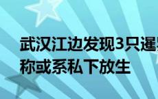 武汉江边发现3只暹罗鳄，最长1.8米！专家称或系私下放生