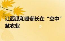 让西瓜和番茄长在“空中”，这个退役军官“跨界”钻研智慧农业