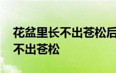 花盆里长不出苍松后面一句是什么 花盆里长不出苍松 