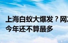 上海白蚁大爆发？网友看得头皮发麻，专家称今年还不算最多