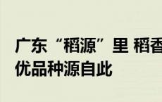 广东“稻源”里 稻香飘南北 省内80%水稻新优品种源自此