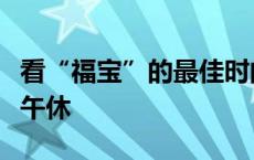 看“福宝”的最佳时间来了！注意！大熊猫要午休