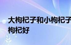 大枸杞子和小枸杞子的区别 大枸杞好还是小枸杞好 