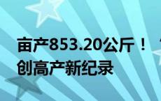 亩产853.20公斤！“菏麦29”百亩示范方再创高产新纪录