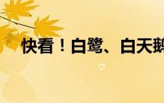 快看！白鹭、白天鹅组团打卡洛河湿地！