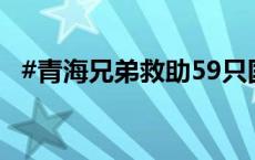 #青海兄弟救助59只国宝全部成活并放归#