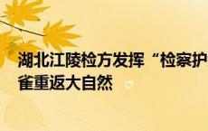 湖北江陵检方发挥“检察护绿”职能，帮助160余只棕头鸦雀重返大自然