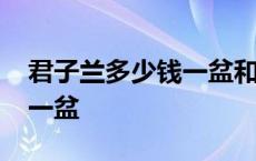 君子兰多少钱一盆和尚头小苗 君子兰多少钱一盆 