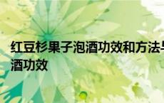 红豆杉果子泡酒功效和方法与用量能加冰糖吗 红豆杉果子泡酒功效 