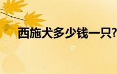 西施犬多少钱一只? 西施犬多少钱一只 