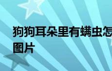 狗狗耳朵里有螨虫怎么办 狗狗耳朵里有虫螨图片 