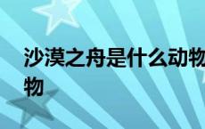 沙漠之舟是什么动物图片 沙漠之舟是什么动物 