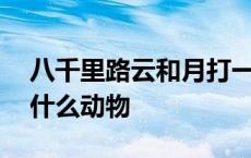 八千里路云和月打一中药名 八千里路云和月什么动物 