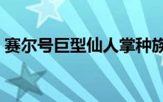 赛尔号巨型仙人掌种族值 赛尔号巨型仙人掌 