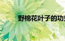 野棉花叶子的功效与作用 野棉花 